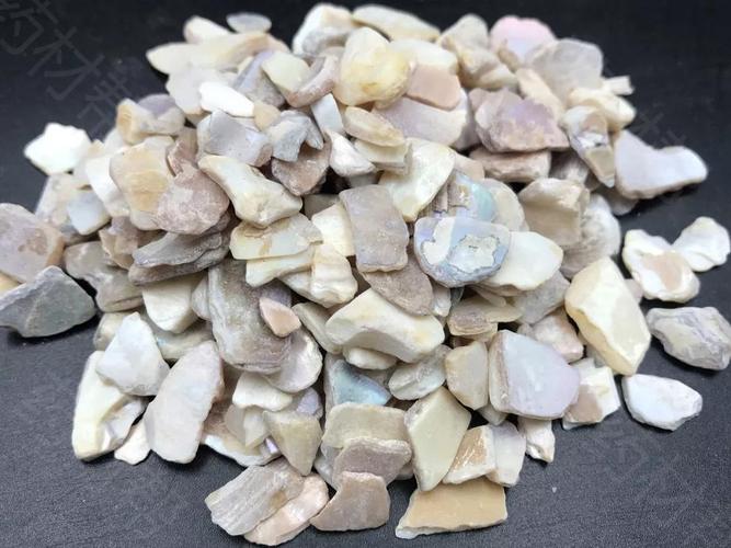 8种贝壳类中药材,高清大图赏析